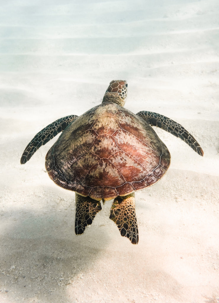 Turtle in Byron Bay | Photo by @leobellisjones