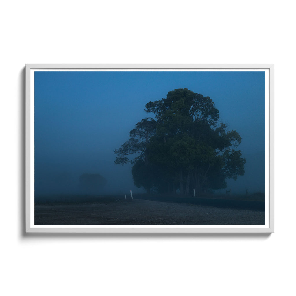 Misty Oak by James Adams @earth.ocean.atmosphere