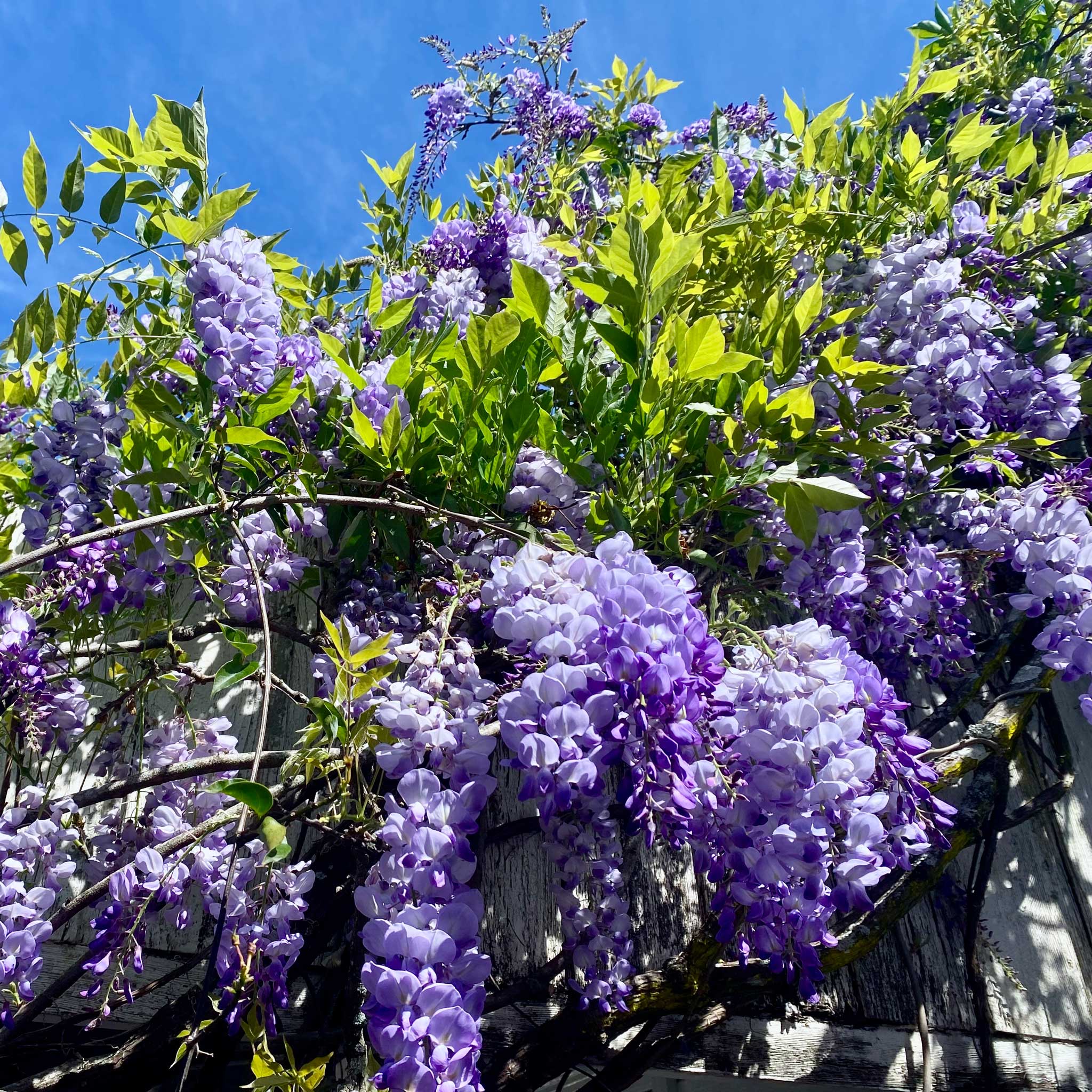 Amethyst Falls Wisteria