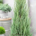 Blue Arrow Juniper Tree