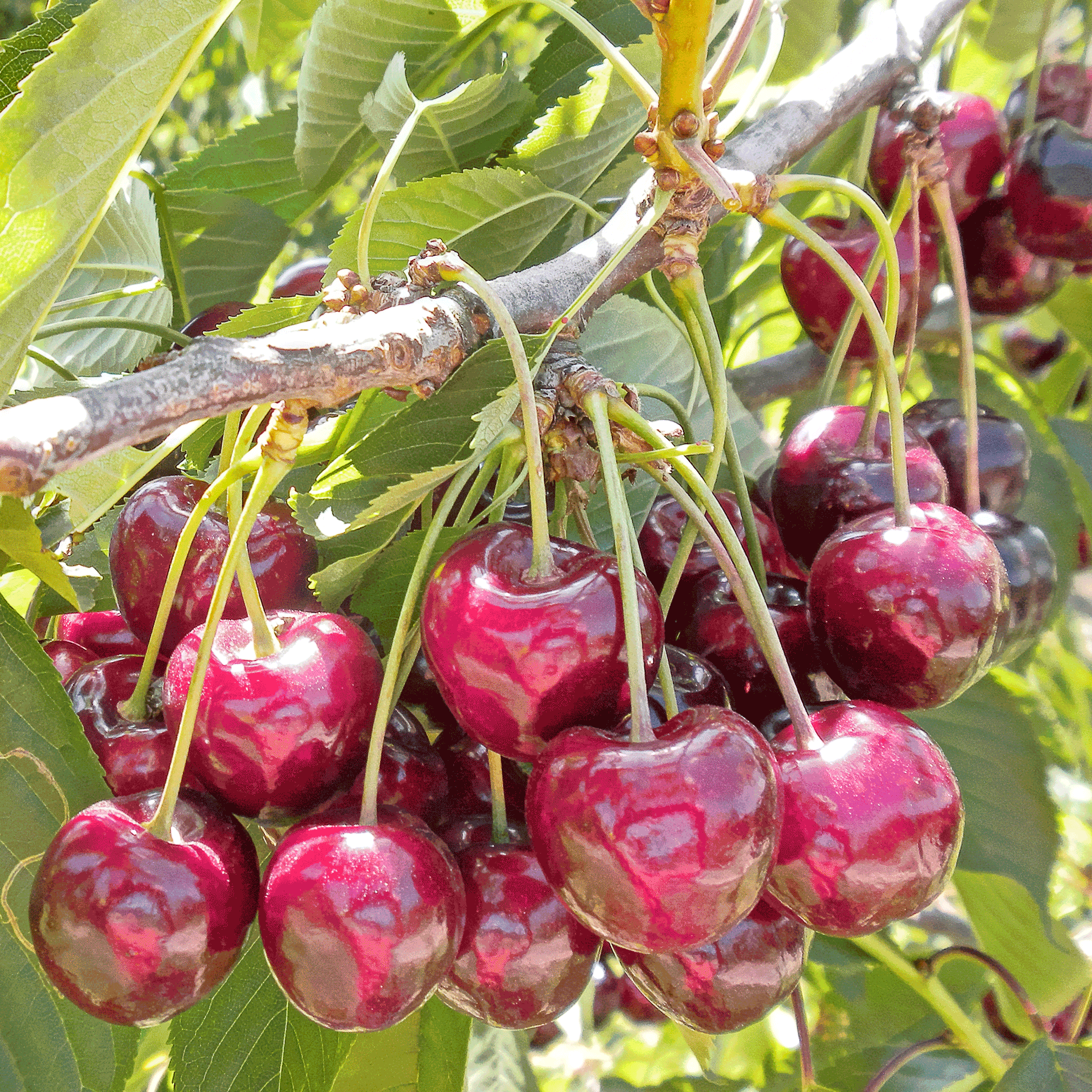 Bing Cherry Tree