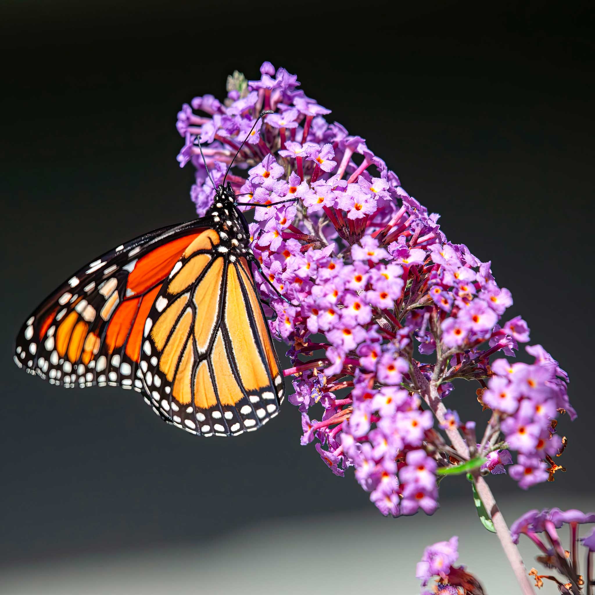 Black Knight Butterfly Bush