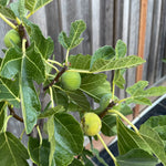Fig Orchard Pack