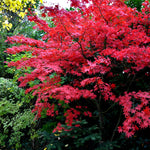 Bloodgood Japanese Maple