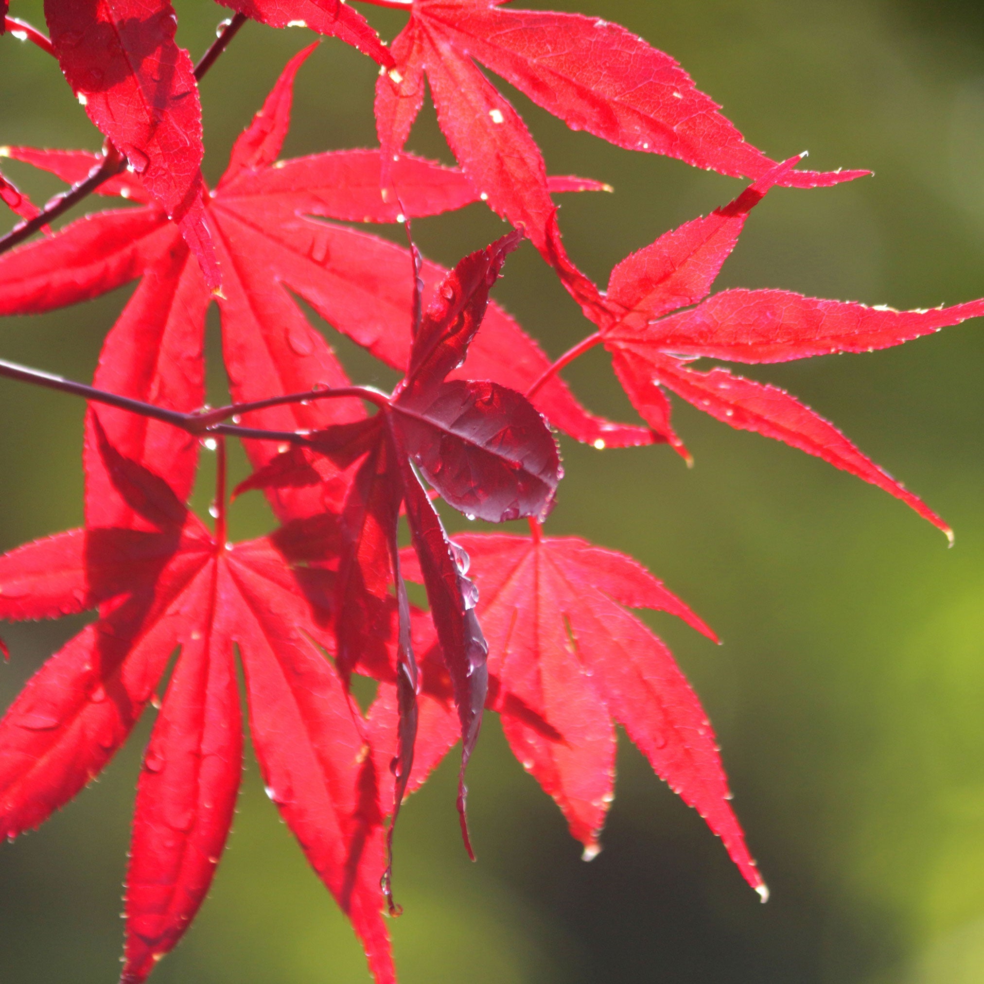 Bloodgood Japanese Maple