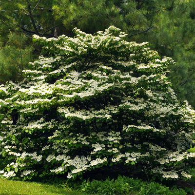 Cherokee Princess® Dogwood Tree