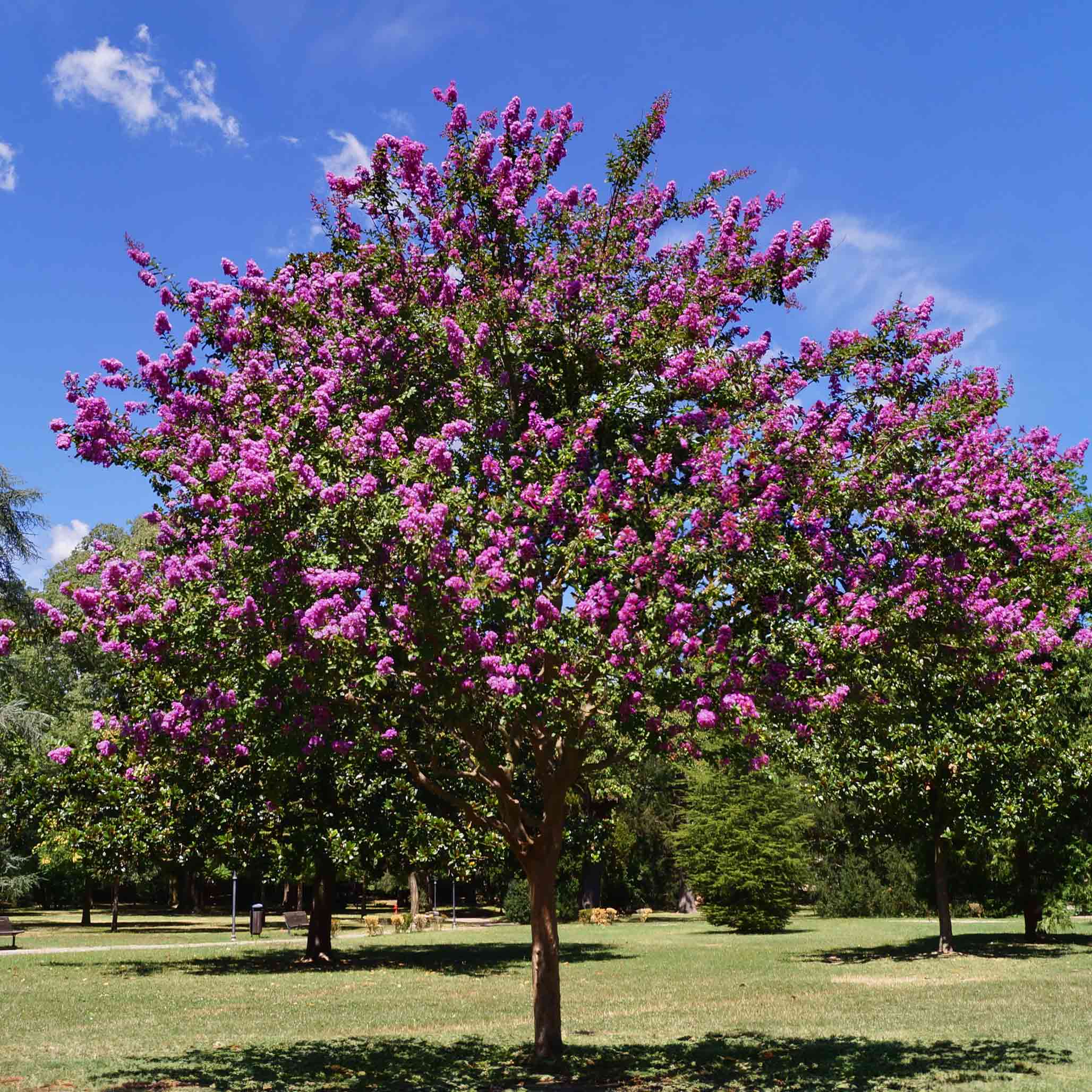 Catawba Crapemyrtle