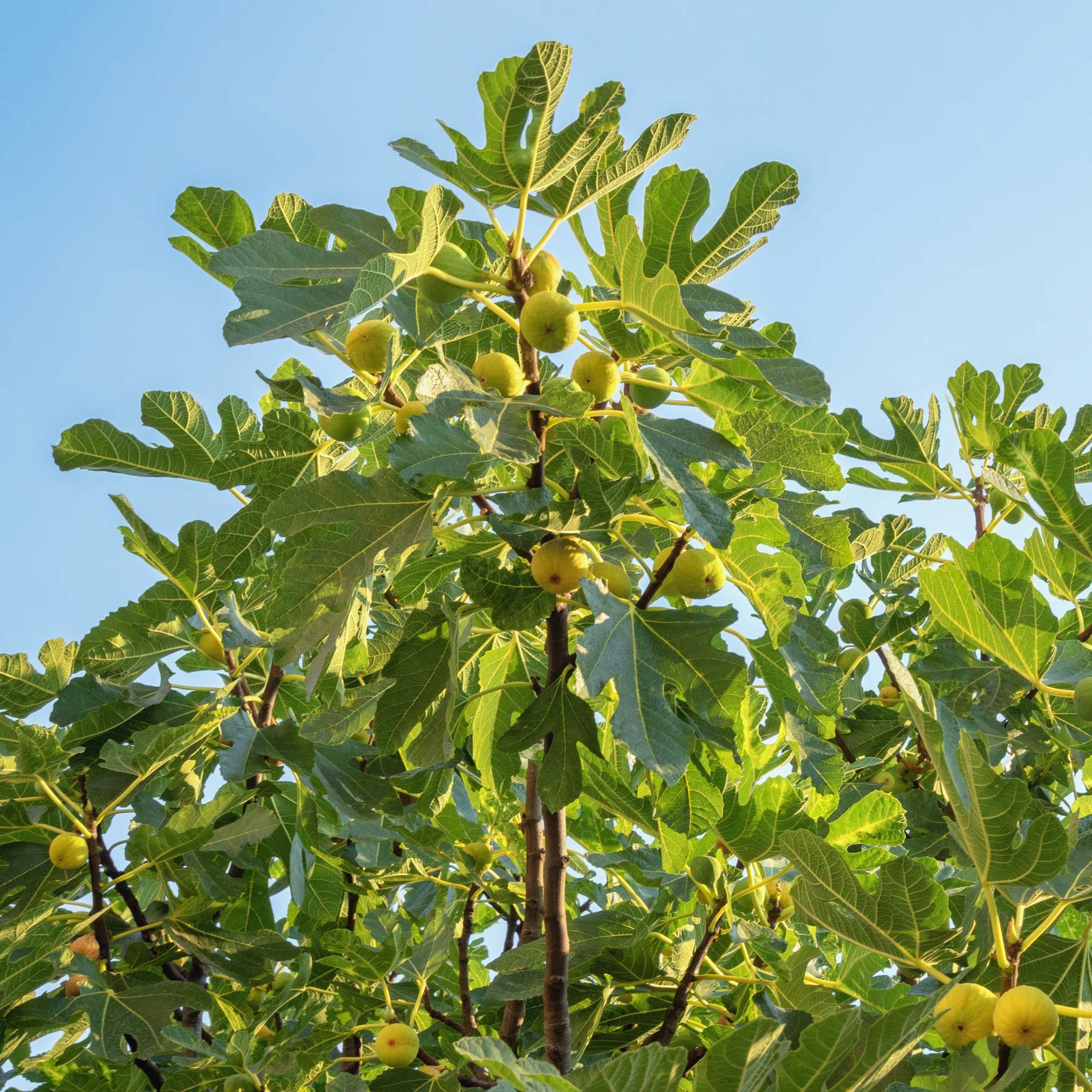 Chicago Hardy Fig Tree