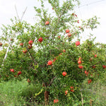 Cold Hardy Red Pomegranate