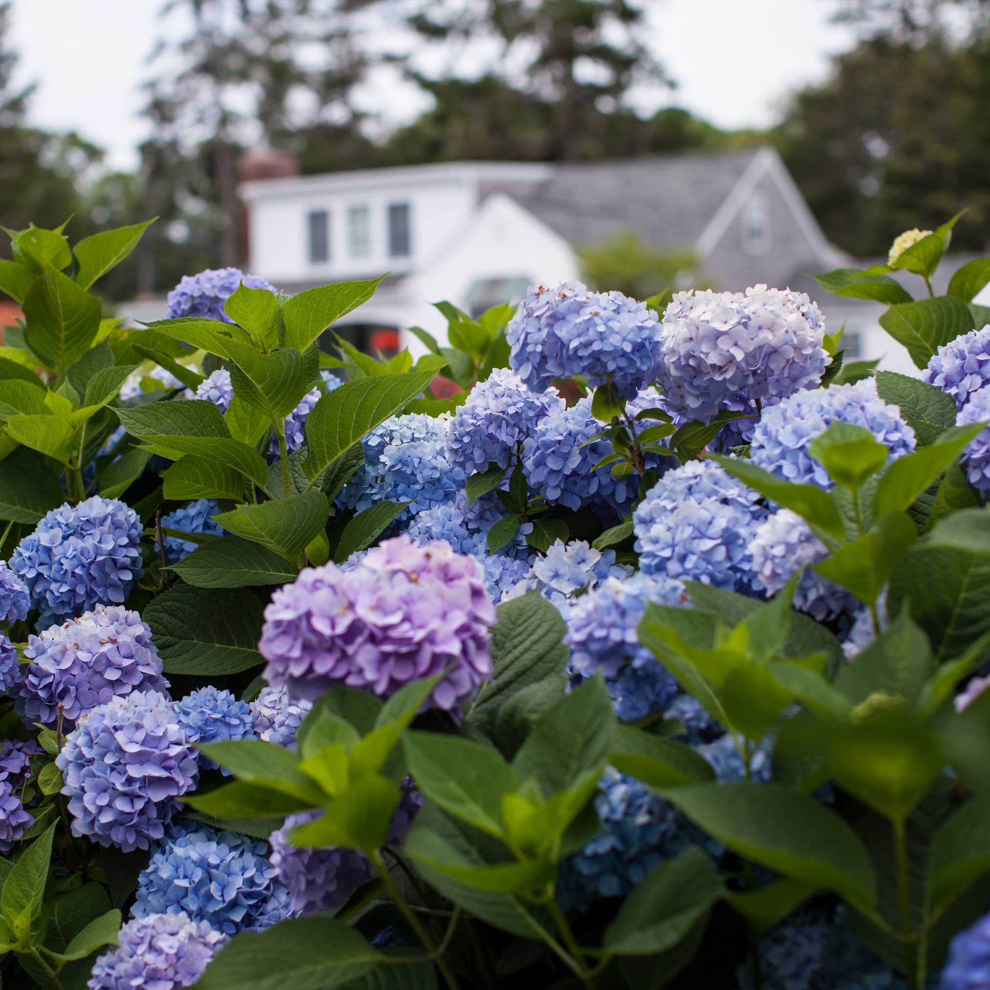 Endless Summer® Hydrangea