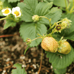 Everbearing Strawberry