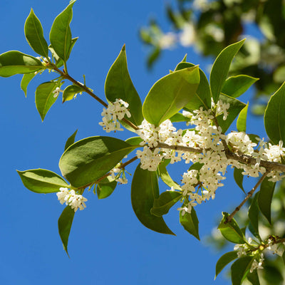 Fragrant Tea Olive Tree