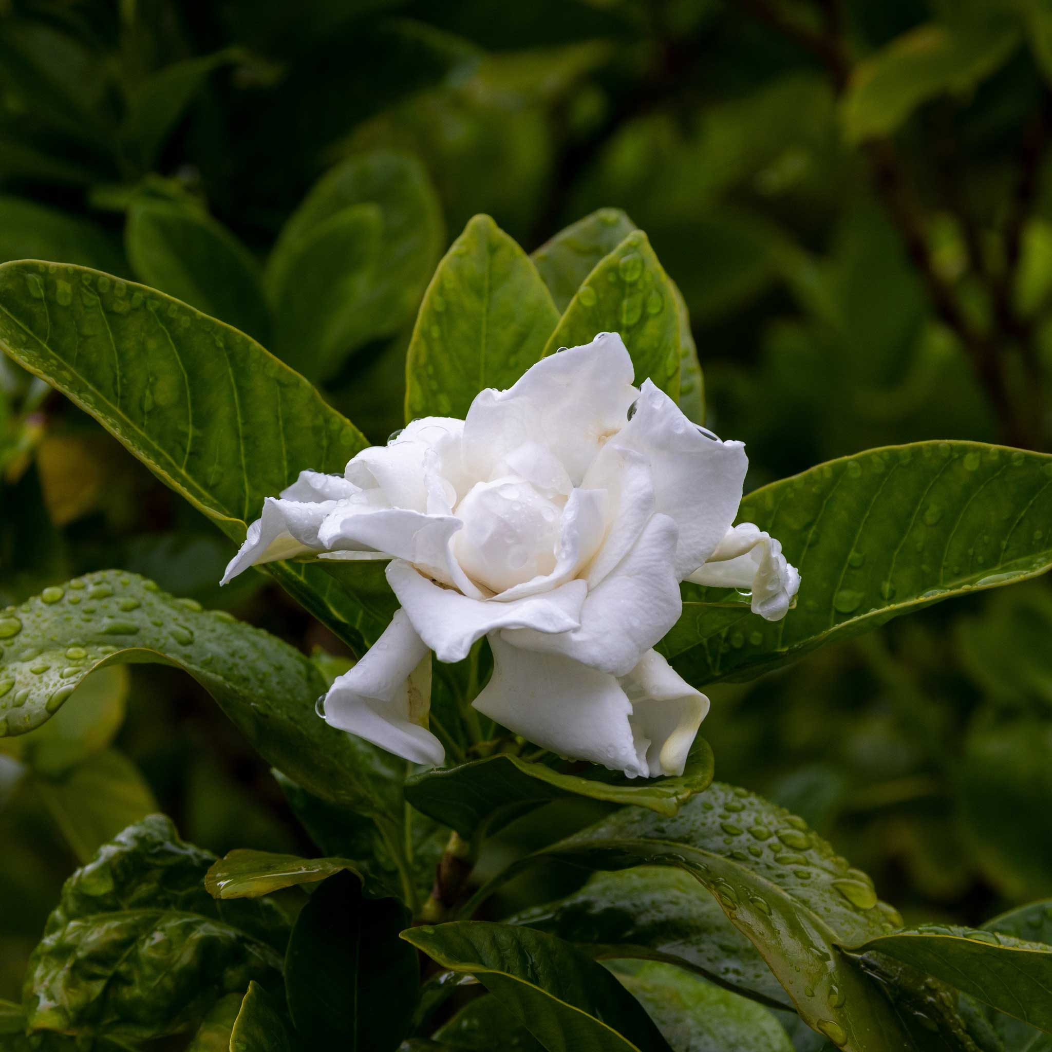 Frost Proof Gardenia