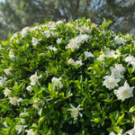 Frost Proof Gardenia