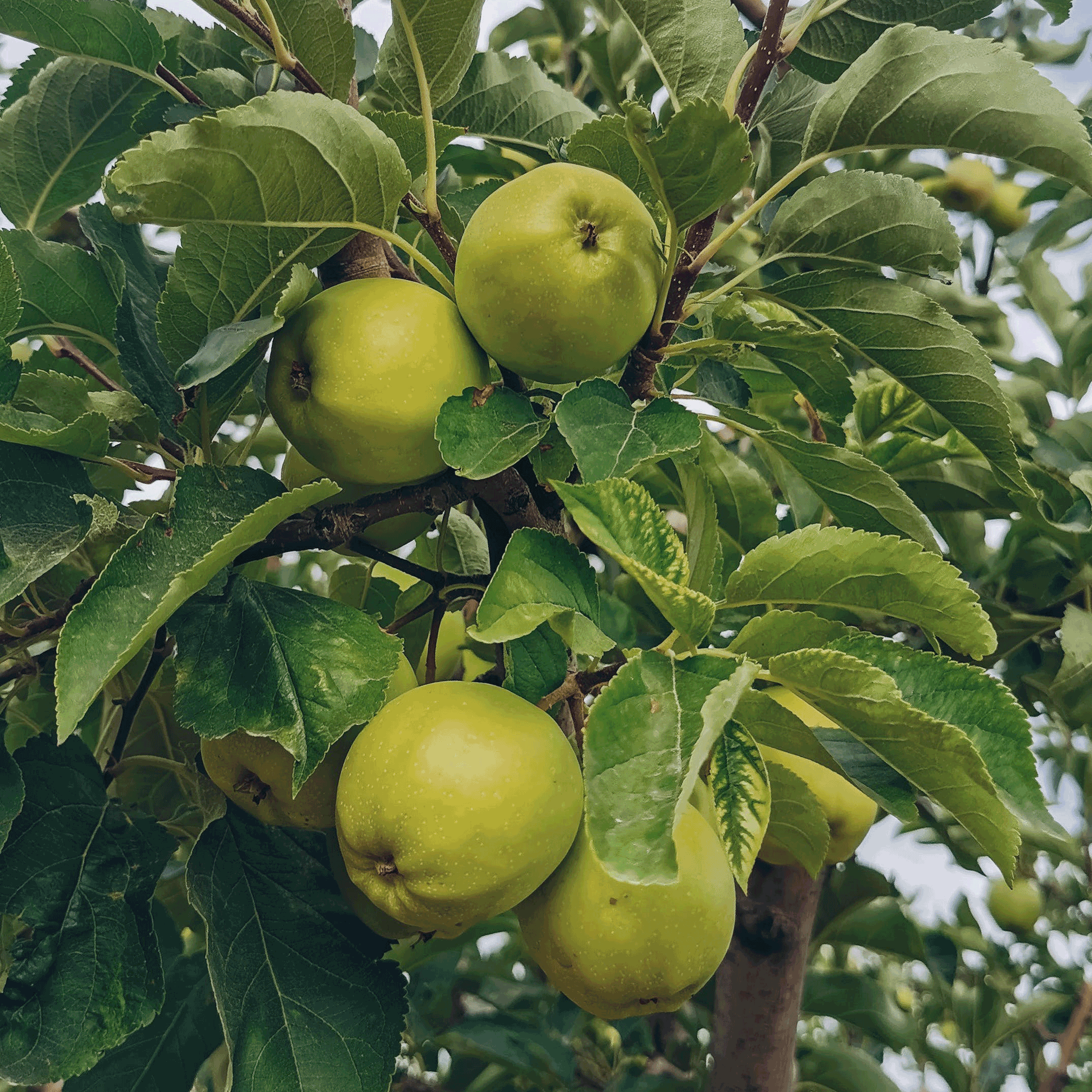 Granny Smith Apple Tree