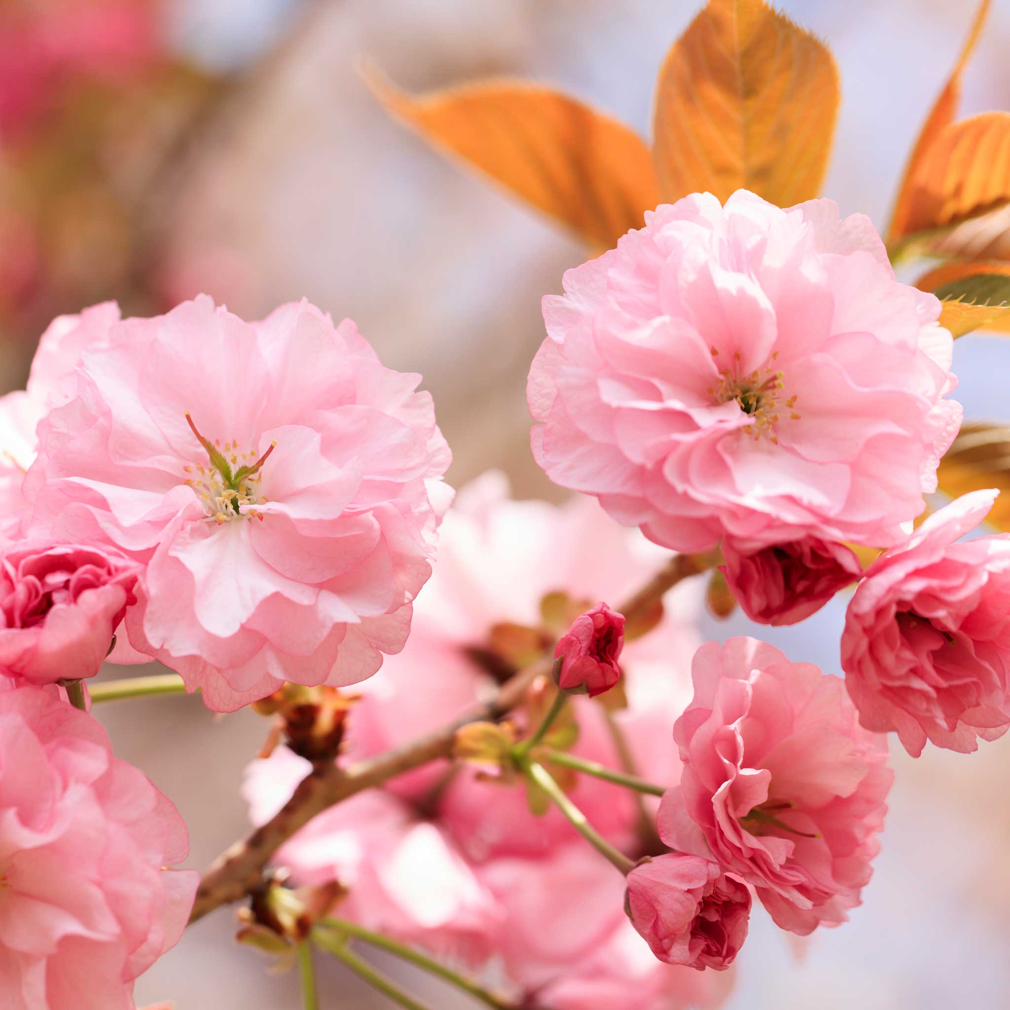 Kwanzan Flowering Cherry Tree