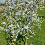 Lapins Cherry Tree