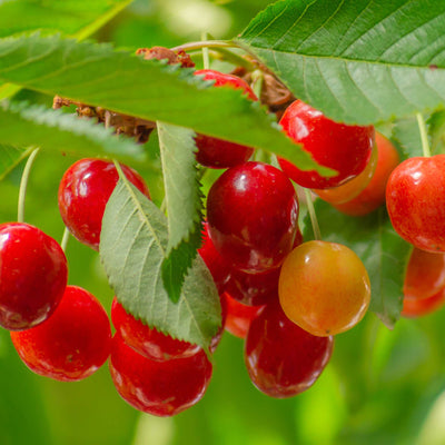 Lapins Cherry Tree