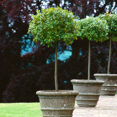 English Laurel Topiary (Single Ball)