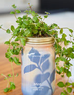 Garden Jar Duo, Basil + Mint