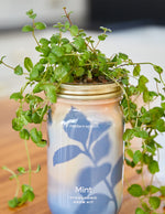 Garden Jar Duo, Mint + Parsley