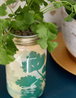 Garden Jar Duo, Basil + Cilantro