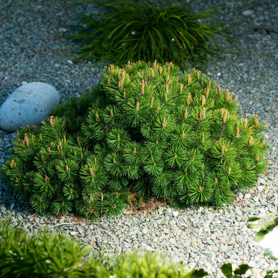 Pumillio Mugho Pine