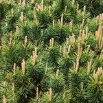 Pumillio Mugho Pine