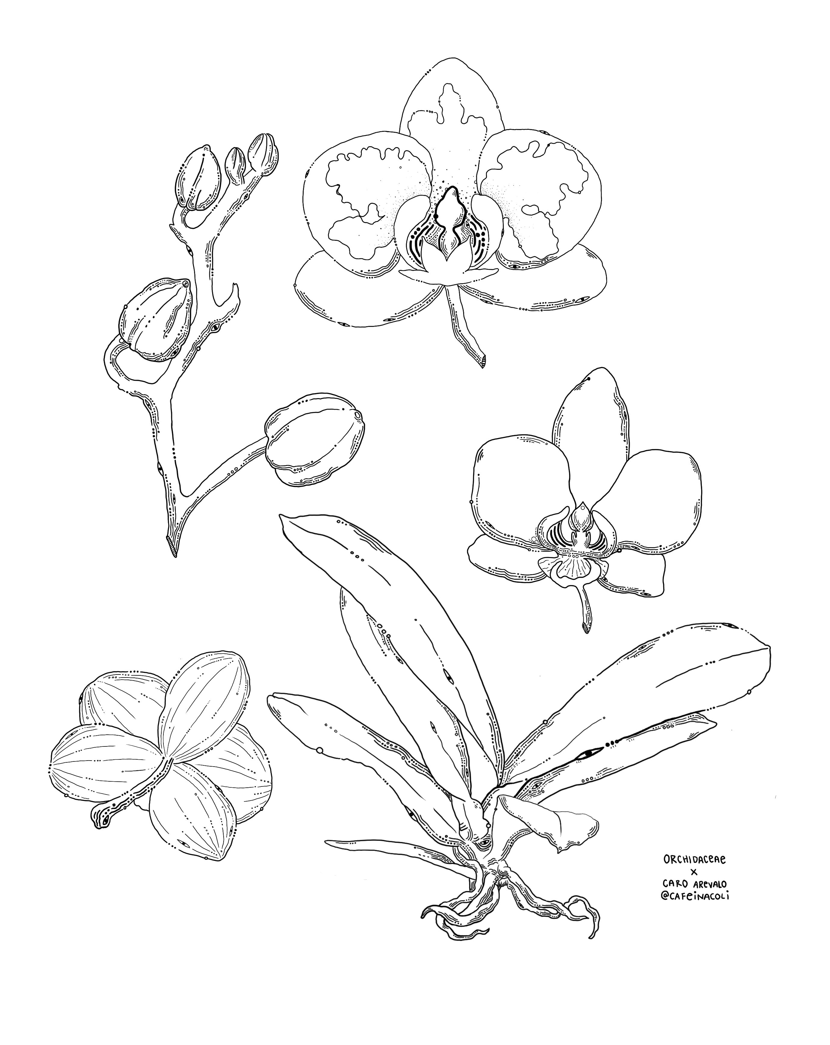 Plant Illustrations For When You Re In The Mood To Color The Sill