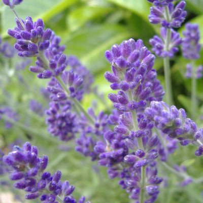 Phenomenal™ Lavender Plant