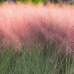 Pink Muhly Grass