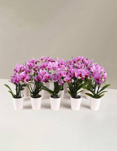 Orchid Party Pack