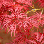 Red Dragon Japanese Maple Tree