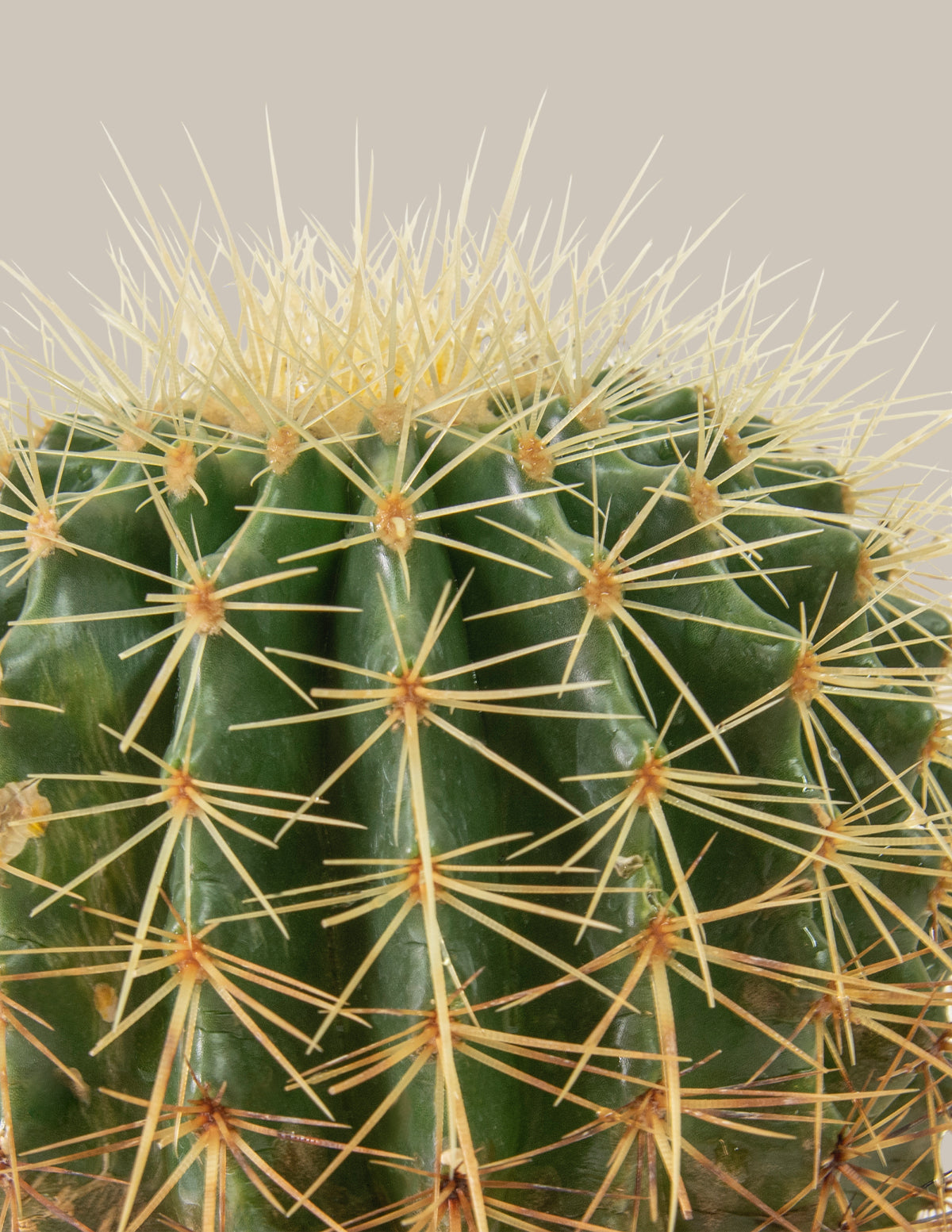 barrel cactus