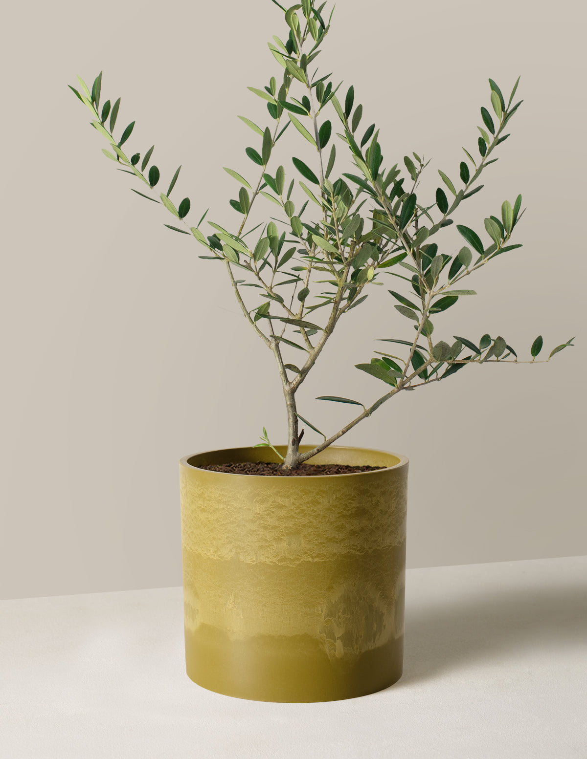 Olive Tree