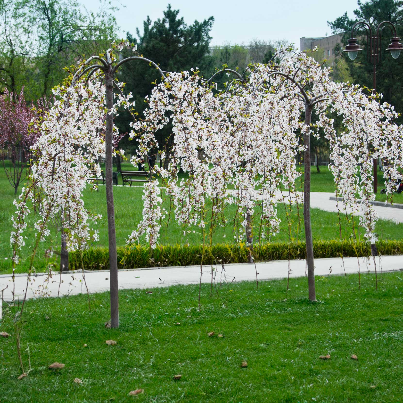 Weeping Yoshino Flowering Cherry