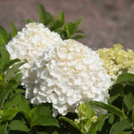 White Wedding Hydrangea