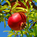 Wonderful Pomegranate Tree