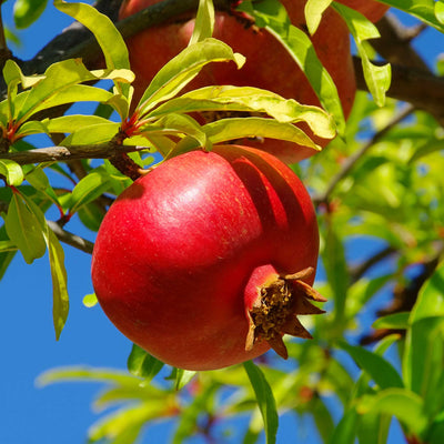 Wonderful Pomegranate Tree