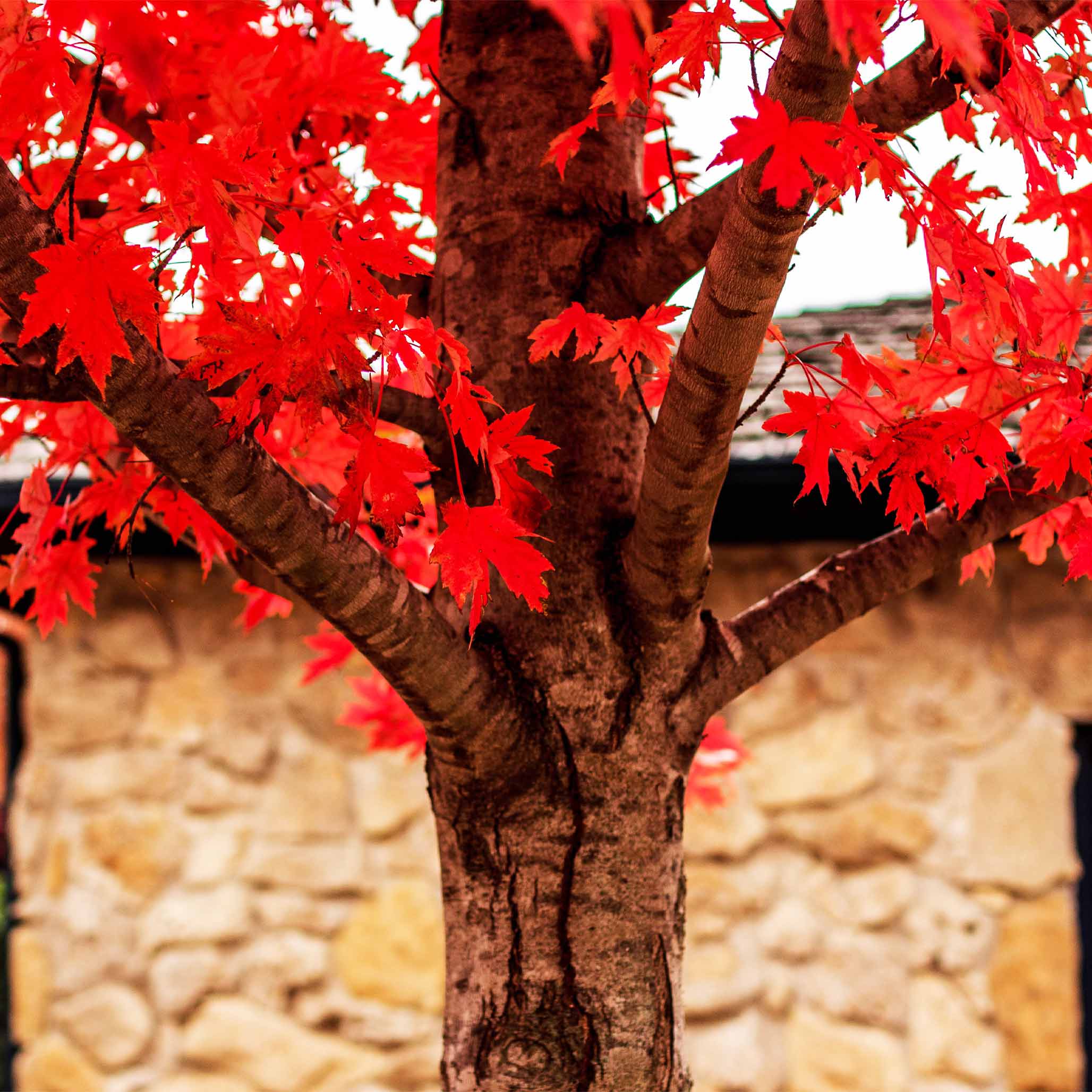 Autumn Blaze® Red Maple Tree