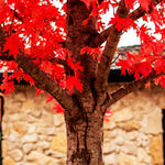 Autumn Blaze® Red Maple Tree