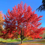 Autumn Blaze® Red Maple Tree