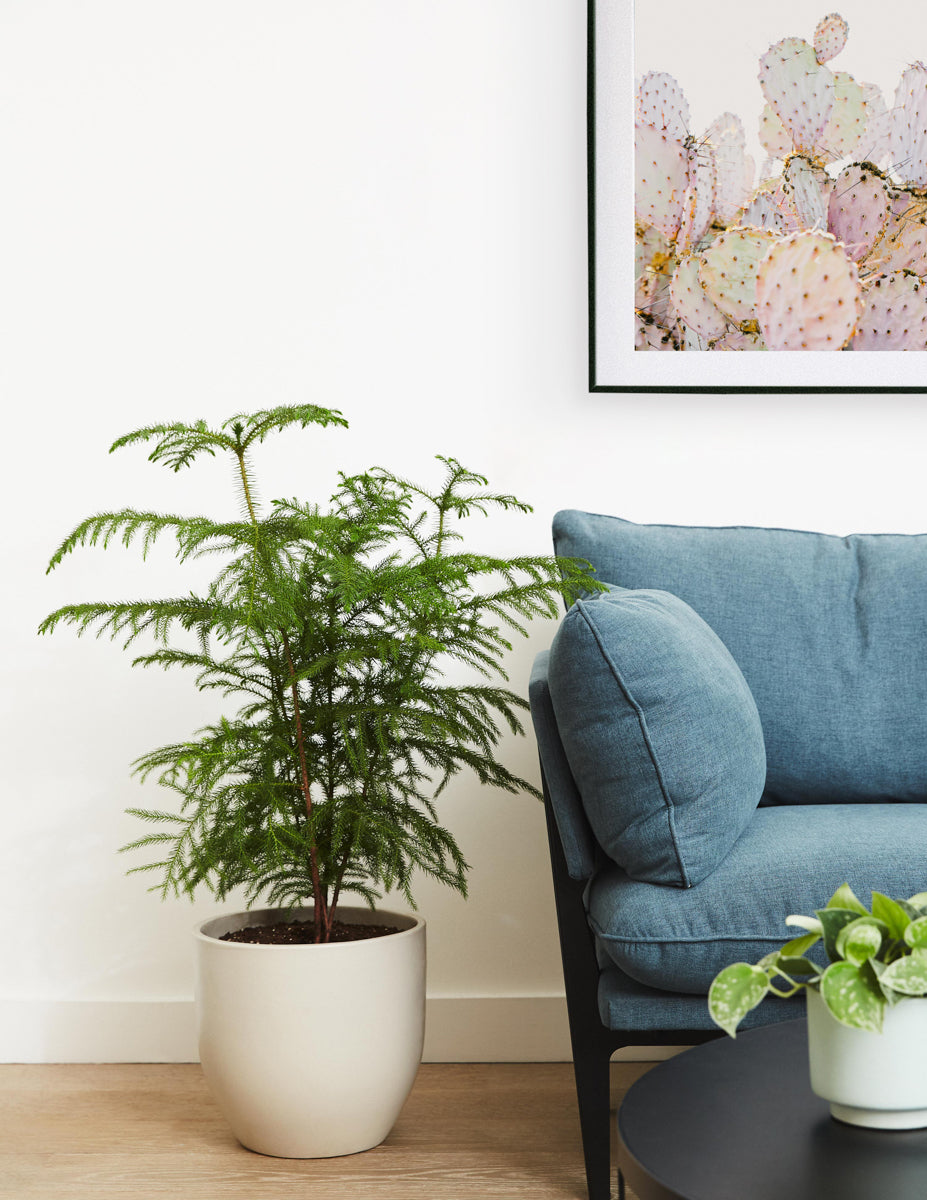 norfolk island pine