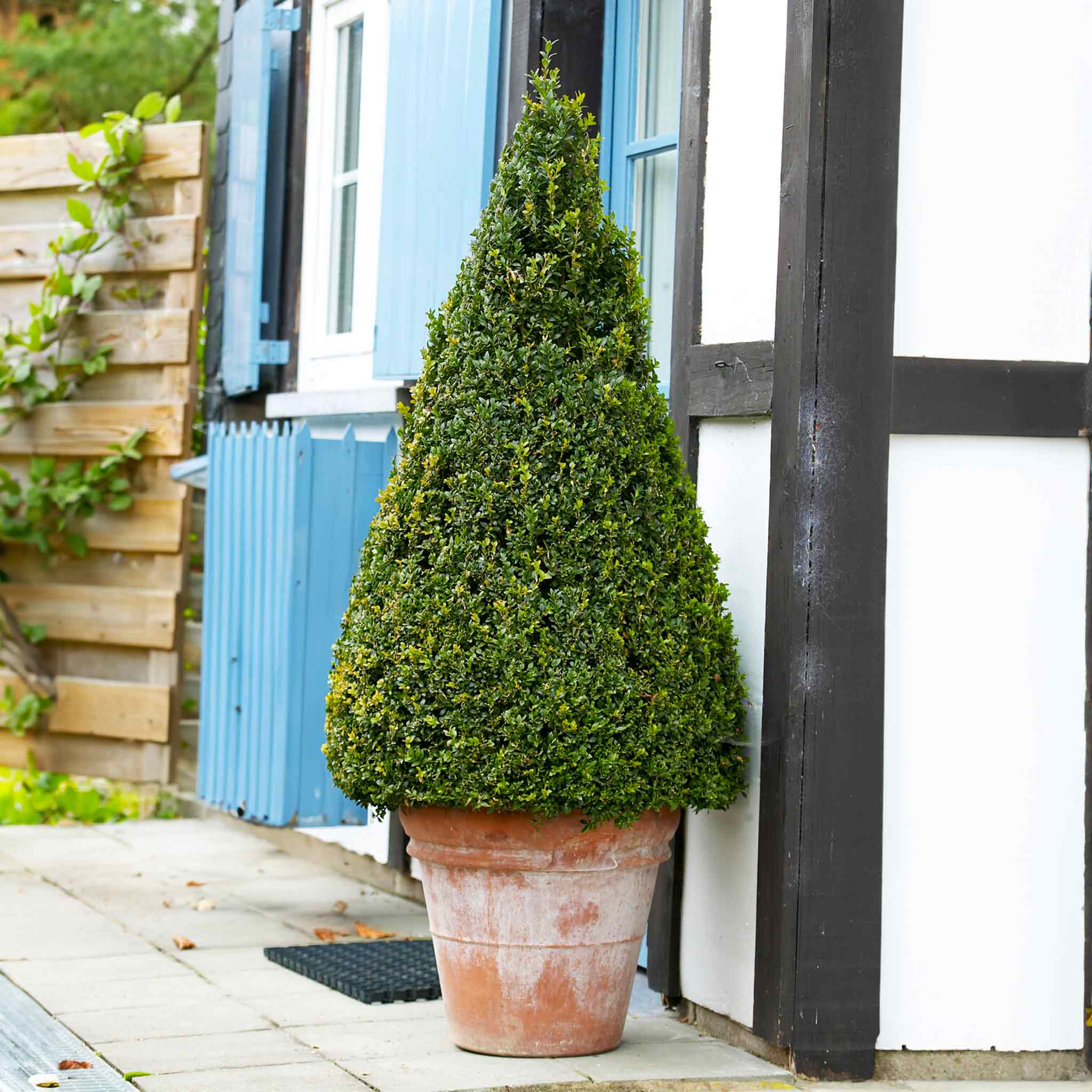 Green Gem Topiary Boxwood (Cone)