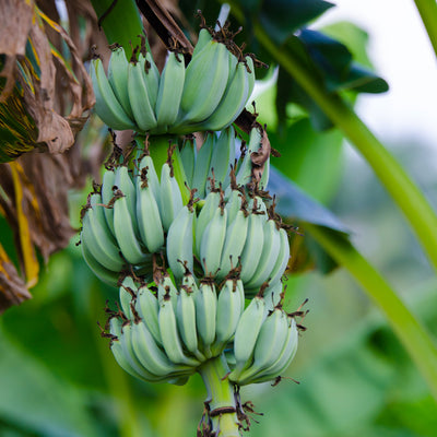 Ice Cream Banana Tree