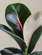 Ficus Chloe