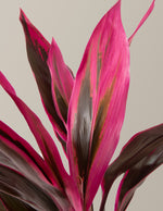 Large Cordyline Red Sister