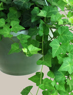 English Ivy Hanging Basket