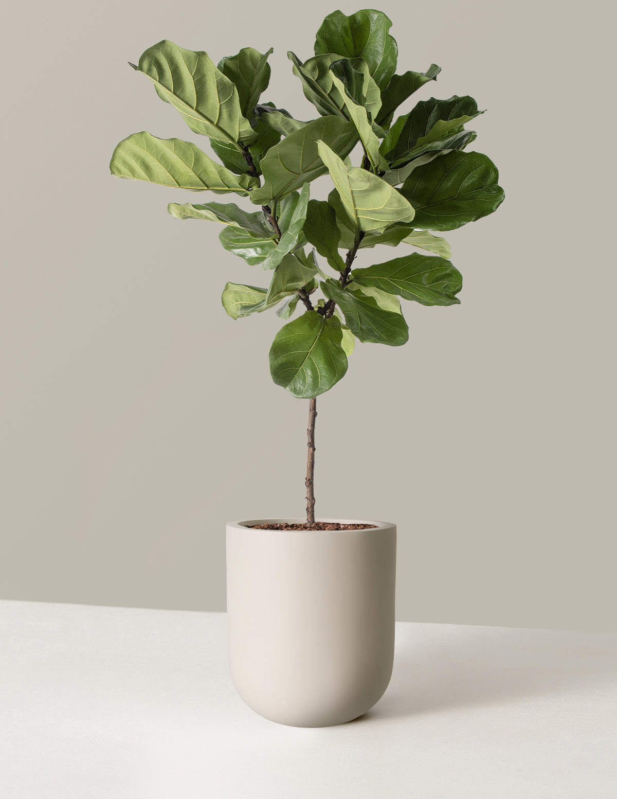 Large Fiddle Leaf Fig Tree