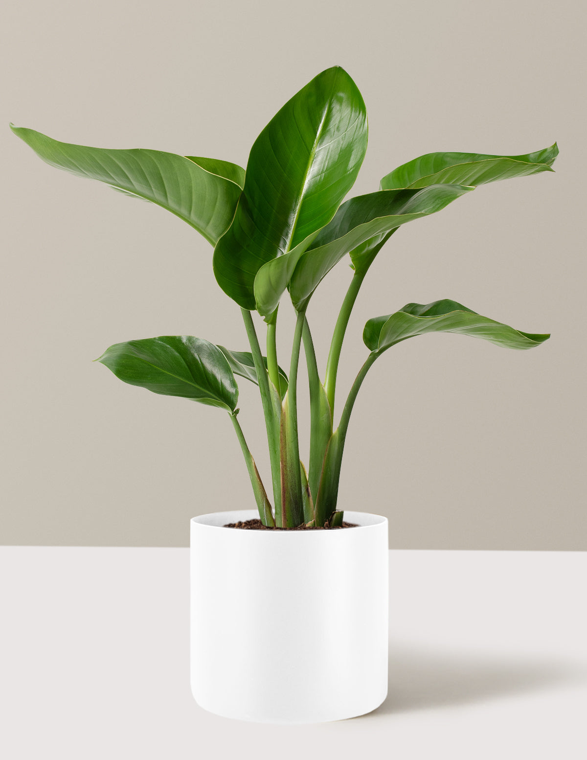 Product image for Bird of Paradise
